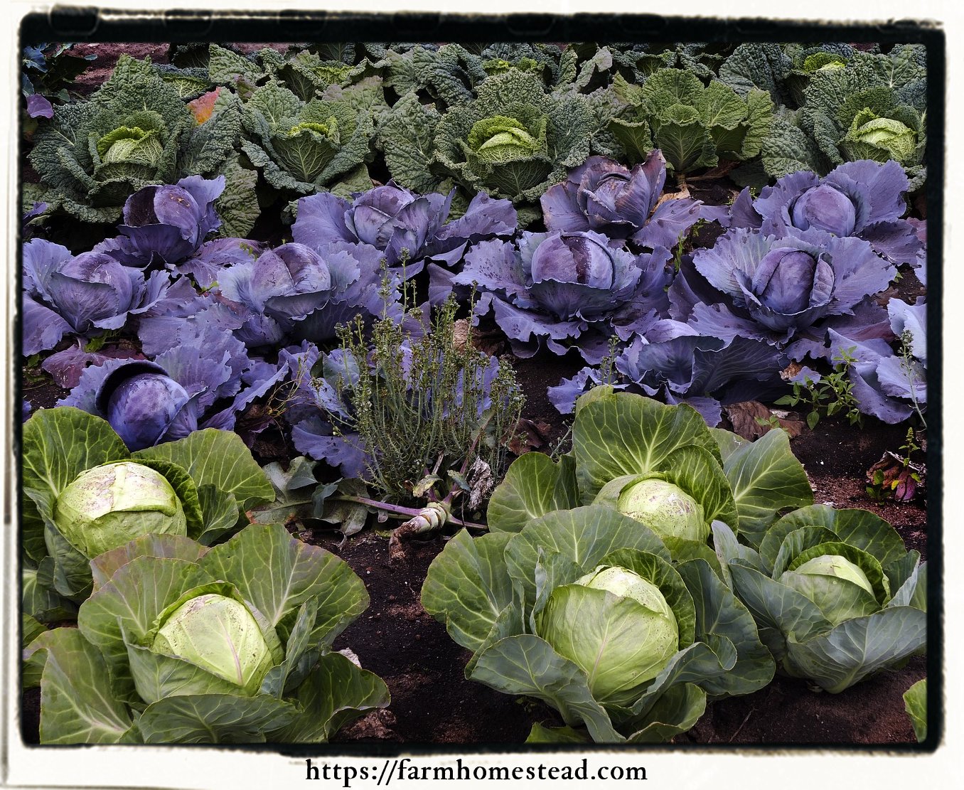 varieties of cabbages