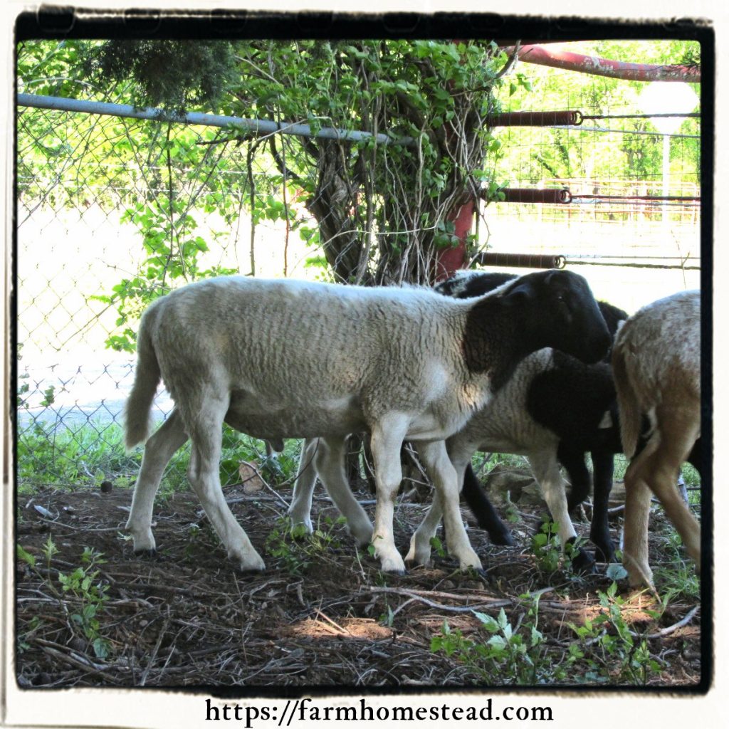 dorper ram lamb