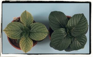 contrast healthy plant to iron deficiency