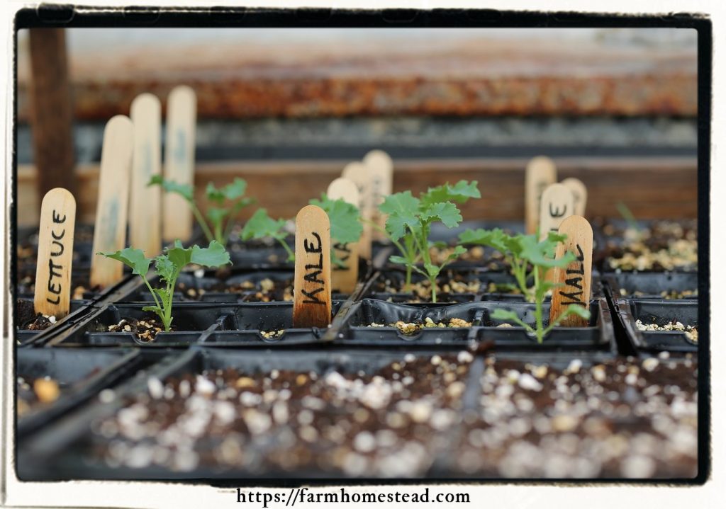 kale greenhouse seedlings