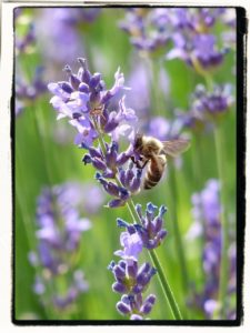 lavender with a bee