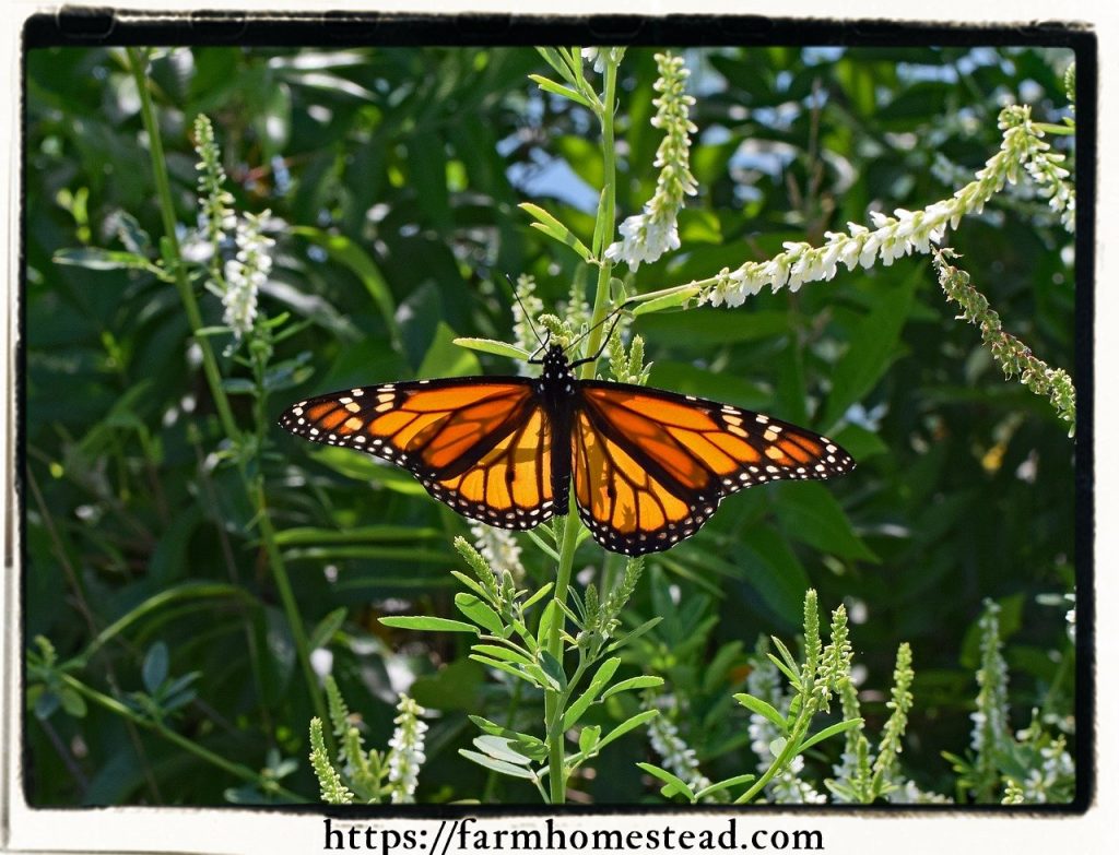 monarch butterfly on white sweetclover