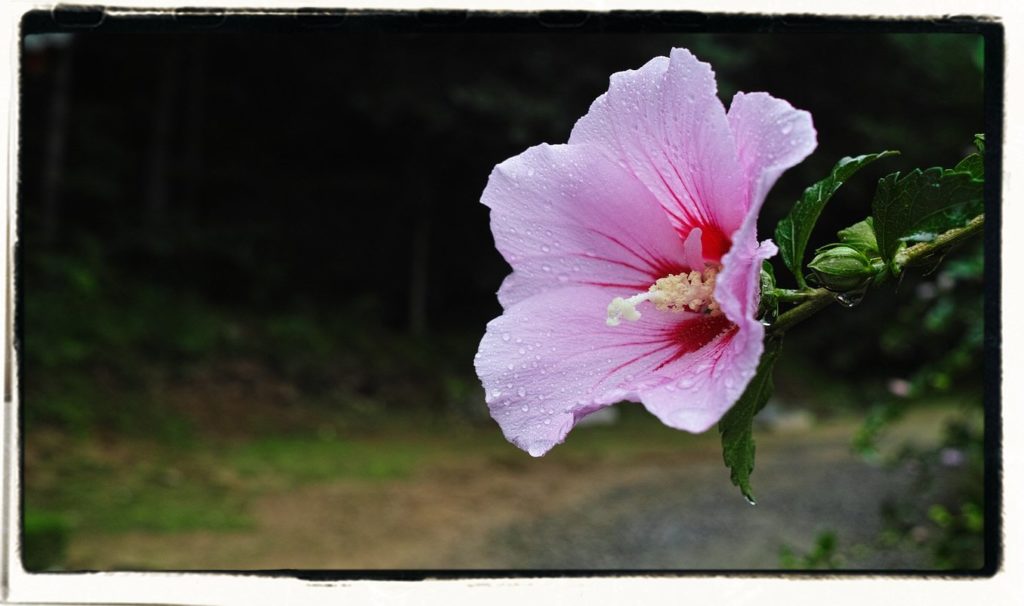 hibiscus or rose of sharon
