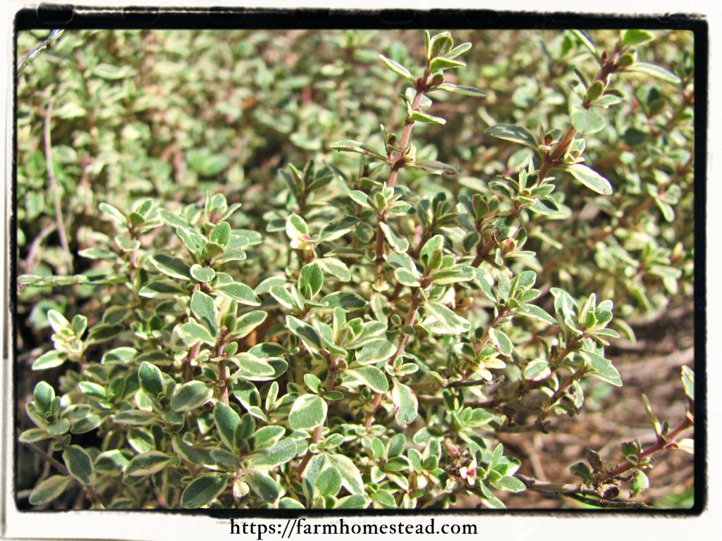 a variety of thyme, Thymus citriodorus