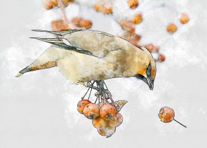 Hawthorn berries are food to much wildlife, including the Bohemian Waxwing